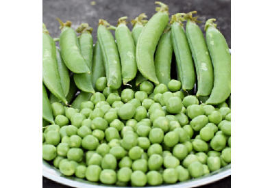 Early Onward Peas (1/2 pint)